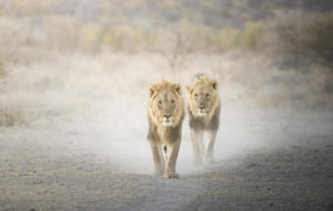 Namibia Ongava Lodge Lions Etosha