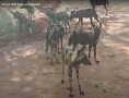 African Wild Dogs vs Elephants