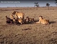 How Lions Take Down Large Prey
