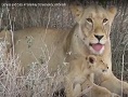 Lioness and cubs in Selenkay