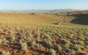 Desert Grace Landscape