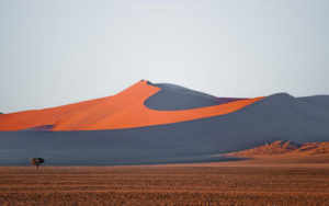 Desert Grace Landscape