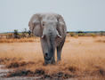 Mushara Lodge Elephant in Etosha