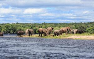 Zambezi Mubala Lodge Elephants