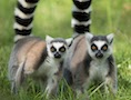 © 2022 ASISTEN-TRAVEL.COM ALL RIGHTS RESERVED - Lemurs