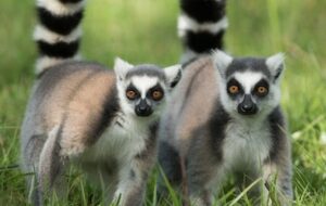 © 2022 ASISTEN-TRAVEL.COM ALL RIGHTS RESERVED - Lemurs