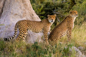 Bomani Tented Lodge cheetah