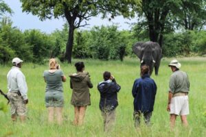 Bomani Tented Lodge Walking Safari