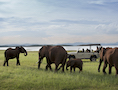 Zimbabwe Experience Safari 10 Days - From US$7462