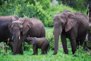 Matetsi Victoria Falls Elephant