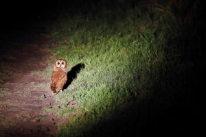 Matetsi Victoria Falls Barn Owl