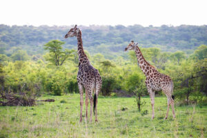 Matetsi Victoria Falls Giraffe