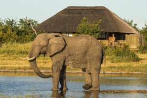 Nehimba Lodge Elephant