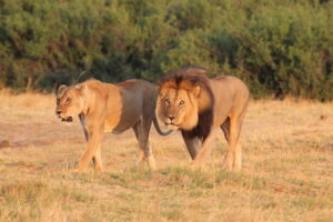 Nehimba Lodge Lions