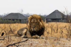 Nehimba Lodge Lion