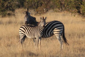 Nehimba Lodge Zebra