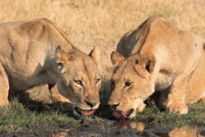 Somalisa Camp Tent Lions Drinking