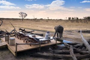 Somalisa Expeditions Elephant Pool