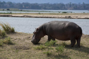 Zambezi Expeditions Hippo