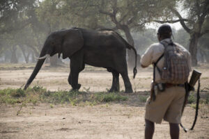 Zambezi Expeditions Walking Safari