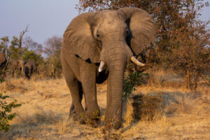 Mpala Jena Camp Elephant Zambezi National Park