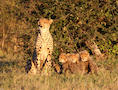 Camelthorn Lodge, Cheetah Cubs