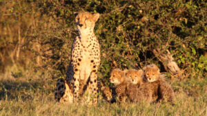 Camelthorn Lodge, Cheetah Cubs