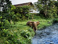 Mboko Lodge Elephant at River
