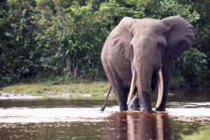 Lango Lodge Elephant in the Baï