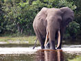 Lango lodge Elephant in water