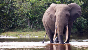 Lango lodge Elephant in water